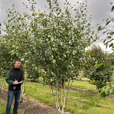 Solitär 300-350 23-33B 740 - Himalayabirke - Betula jacquemontii - Collection