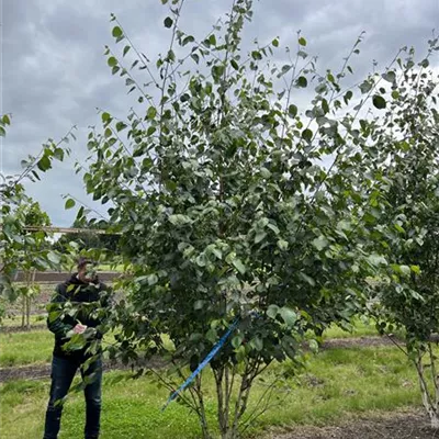 Solitär 300-350 23-35B 740 - Himalayabirke - Betula jacquemontii - Collection