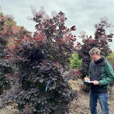 Solitär 200-250 23-42B 600 - Roter Perückenstrauch 'Royal Purple' - Cotinus coggygria 'Royal Purple' - Collection