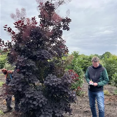 Solitär 150-200 x 250-300 23-48B 1020 - Roter Perückenstrauch 'Royal Purple' - Cotinus coggygria 'Royal Purple' - Collection