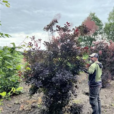 Solitär 200-250 23-46B 600 - Roter Perückenstrauch 'Royal Purple' - Cotinus coggygria 'Royal Purple' - Collection