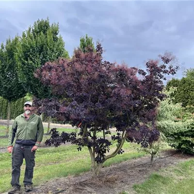 Solitär 200-300 x 300-350 23-49B 1680 - Roter Perückenstrauch 'Royal Purple' - Cotinus coggygria 'Royal Purple' - Collection