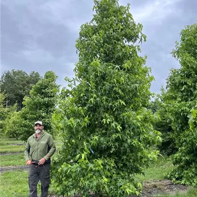 Solitär 150-200 x 400-500 23-50B 1390 - Amerikanischer Amberbaum - Liquidambar styraciflua - Collection