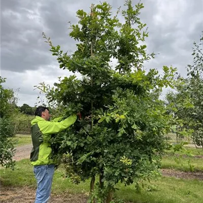 Solitär 150-200 x 300-350 23-9B 970 - Stieleiche - Quercus robur - Collection