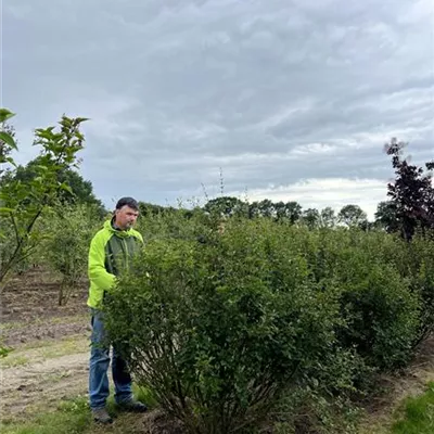 Solitär 150-175 23-11B 550 - Meyer's Flieder 'Palibin' Premiumgehölz - Syringa meyeri 'Palibin' - Collection