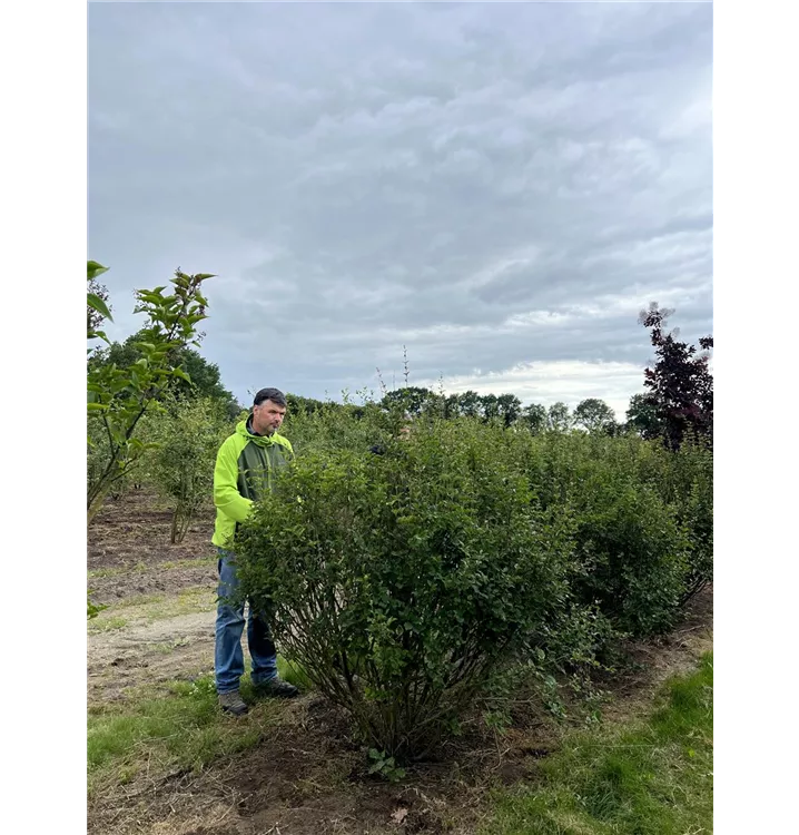 Meyer's Flieder 'Palibin' Premiumgehölz - Syringa meyeri 'Palibin' - Collection