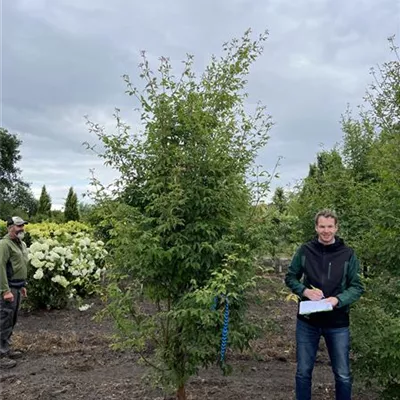 Solitär 275-300 - Zimt-Ahorn - Acer griseum - Collection