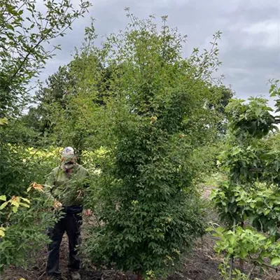 Solitär 275-300 23-67B 1350 - Zimt-Ahorn - Acer griseum - Collection