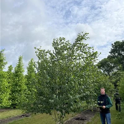 Solitär 350-400 - Himalayabirke - Betula jacquemontii - Collection