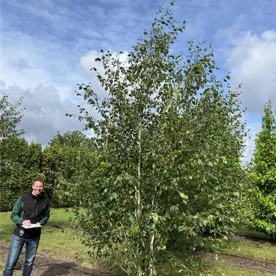 Solitär 350-400 - Himalayabirke - Betula jacquemontii - Collection