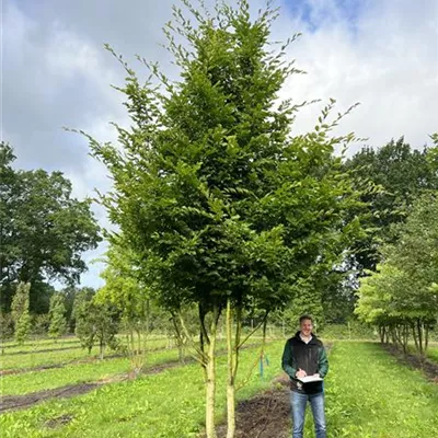 Solitär 200-300 x 400-500 23-21C 2085 - Hainbuche,Weißbuche - Carpinus betulus - Collection