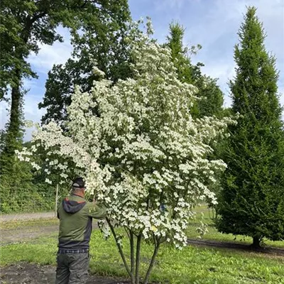 Schirmform 200-300 x 350-400 23-33C 3220 - Chin. Blumen-Hartriegel - Cornus kousa chinensis - Collection