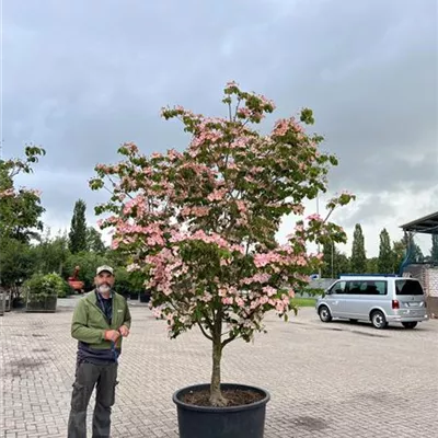 Solitär 150-200 x 300-350 23-20C 2940 - Jap.Blumen-Hartriegel 'Satomi' - Cornus kousa 'Satomi' - Collection