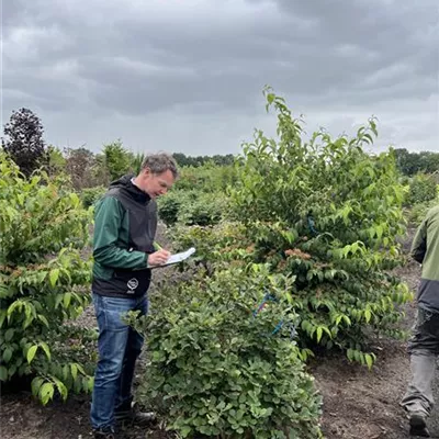 Solitär 100-125 23-83B 270 - Zwerg-Federbuschstrauch - Fothergilla gardenii - Collection