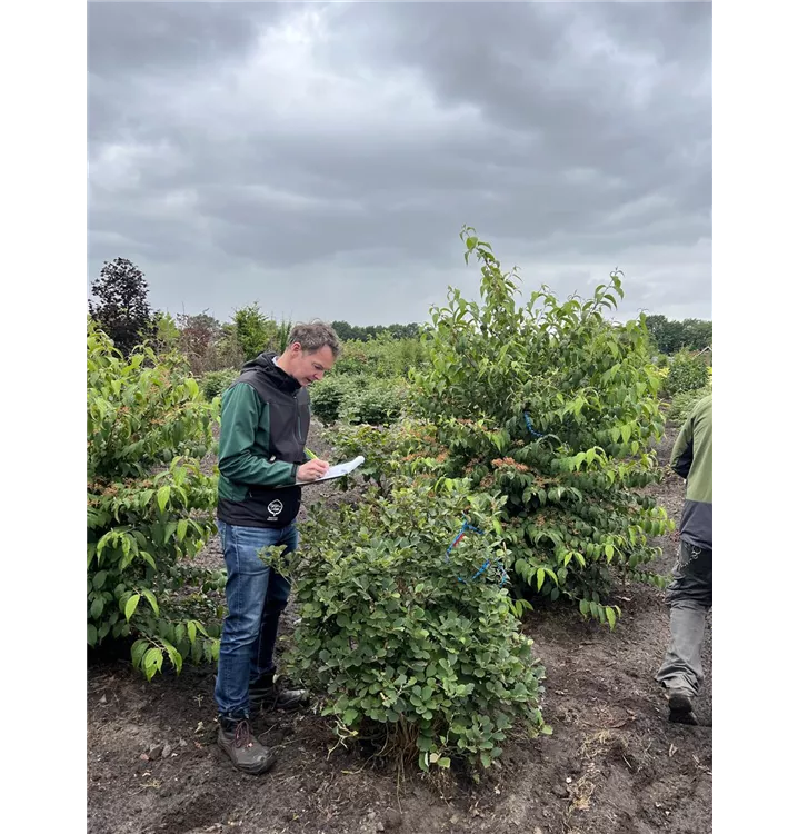 Zwerg-Federbuschstrauch - Fothergilla gardenii - Collection