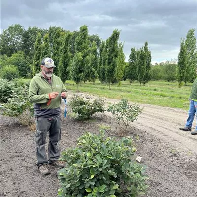 Solitär 80-100 23-84B 270 - Zwerg-Federbuschstrauch - Fothergilla gardenii - Collection