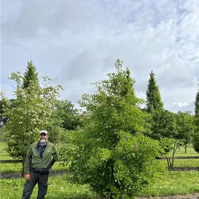 Solitär 300-350 23-31C 1785 - Fächerblattbaum 'Princeton Sentry' - Ginkgo biloba 'Princeton Sentry' - Collection