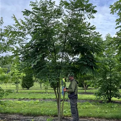 Solitär 200-300 x 350-400 23-29C 2955 verkauft - Geweihbaum - Gymnocladus dioicus - Collection