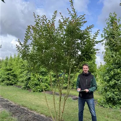 Schirmform 150-200 x 300-350 - Chinesische Kräuselmyrte - Lagerstroemia indica 'Tuscarora' - Collection