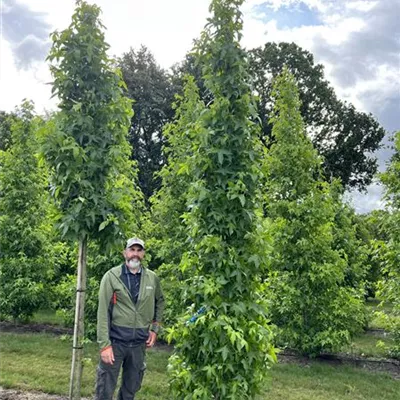 Solitär 350-400 23-61C 1100 - Amberbaum 'Slender Silhouette' - Liquidambar styracifl.'Slender Silhouette' - Collection