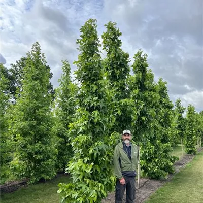 Solitär 350-400 23-60C 1100 - Amberbaum 'Slender Silhouette' - Liquidambar styracifl.'Slender Silhouette' - Collection