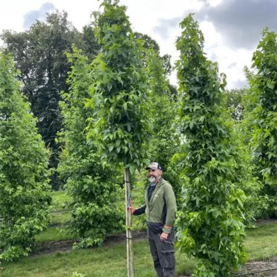 Hochstamm 18-20 23-62C + 63C 1300 - Amberbaum 'Slender Silhouette' - Liquidambar styracifl.'Slender Silhouette' - Collection