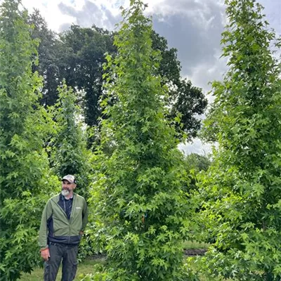 Solitär 150-200 x 400-500 23-64C 1260 - Amberbaum 'Worplesdon' - Liquidambar styraciflua 'Worplesdon' - Collection