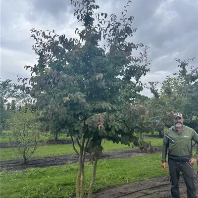 Schirmform 150-200 x 250-300 - Eisenbaum - Parrotia persica - Collection