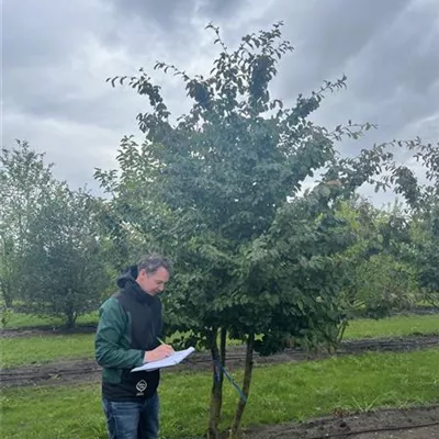 Schirmform 300-350 23-92B 3300 - Eisenbaum - Parrotia persica - Collection