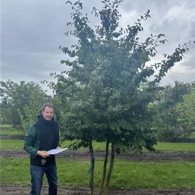 Schirmform 150-200 x 250-300 - Eisenbaum - Parrotia persica - Collection