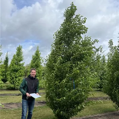 Solitär 100-150 x 350-400 23-49C 1650 - Jap.Storaxbaum 'June Snow' - Styrax japonicus 'June Snow' - Collection