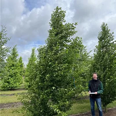 Solitär 100-150 x 350-400 23-50C 1650 - Jap.Storaxbaum 'June Snow' - Styrax japonicus 'June Snow' - Collection