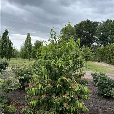 Solitär 100-150 x 175-200 23-81B 550 - Jap.Schneeball 'Mariesii' - Viburnum plicatum 'Mariesii' - Collection