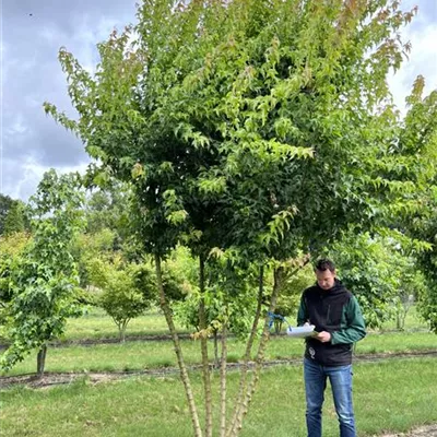 Schirmform 200-300 x 350-400 23-85C 2850 - Dreizahnahorn - Acer buergerianum - Collection