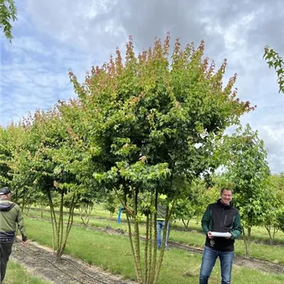 Schirmform 200-300 x 350-400 23/24-86C 2850 - Dreizahnahorn - Acer buergerianum - Collection