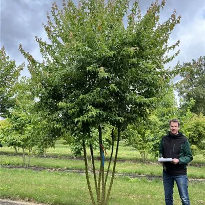 Schirmform 200-300 x 350-400 23-91C 2850 - Dreizahnahorn - Acer buergerianum - Collection