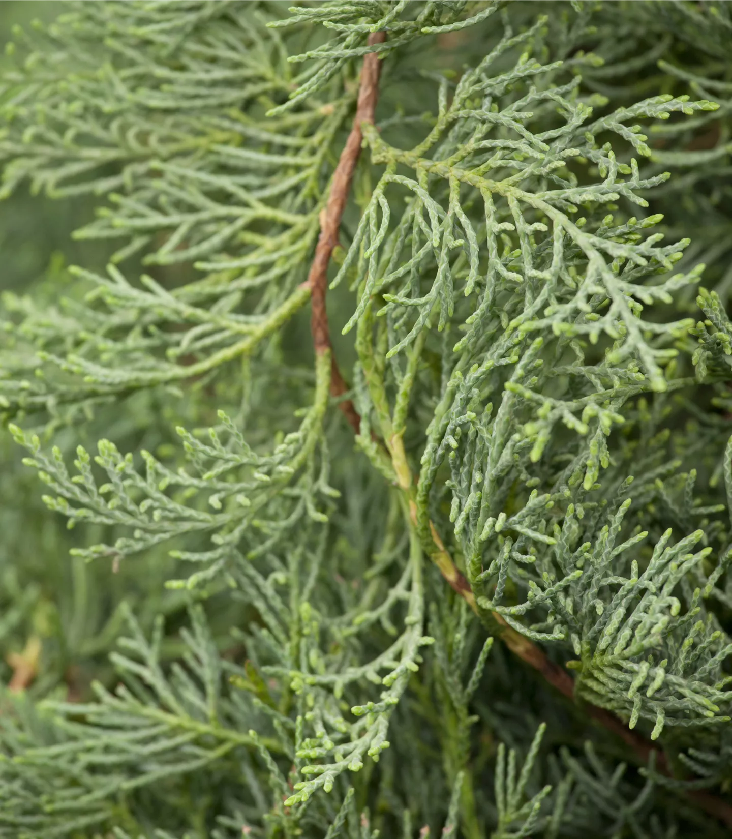 Juniperus virginiana 'Grey Owl'