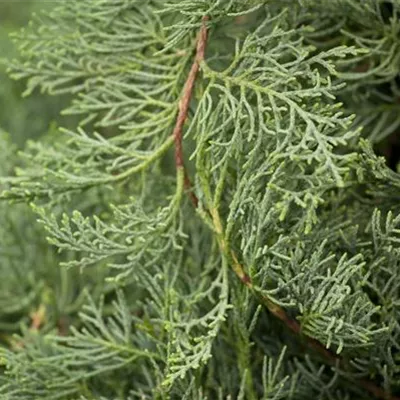 Container 50 - 60 - Virginischer Wacholder - Juniperus virginiana 'Grey Owl'