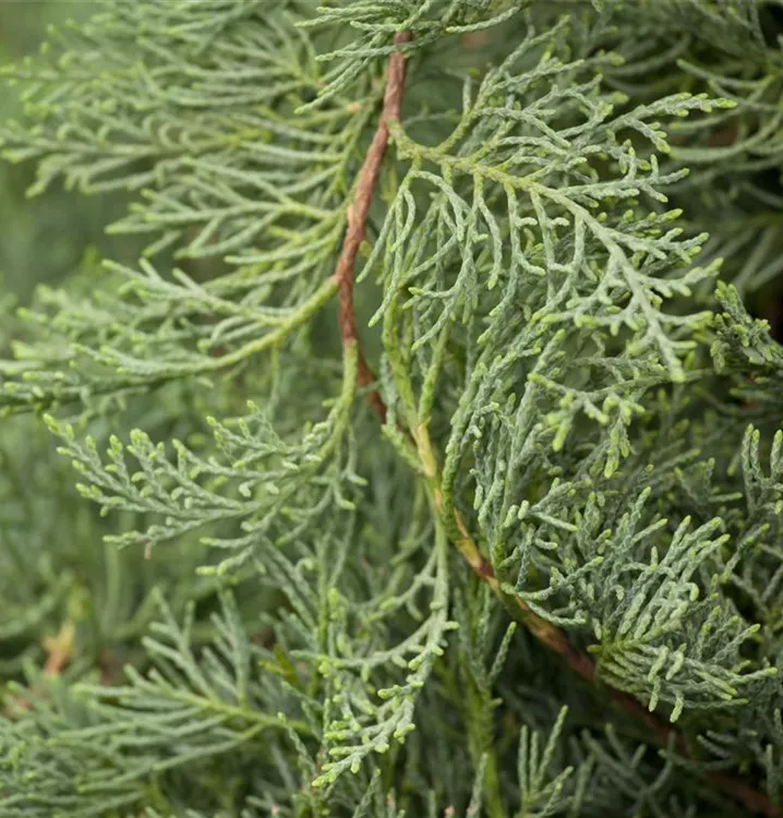 Virginischer Wacholder - Juniperus virginiana 'Grey Owl'