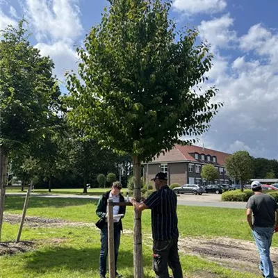 Hochstamm 30-35 23-87D 2500 - Judasblattbaum - Cercidiphyllum japonicum - Collection