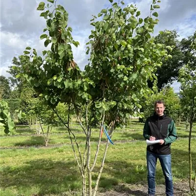 Schirmform 150-200 x 250-300 23-87C 1550 - Gemeiner Judasbaum - Cercis siliquastrum - Collection