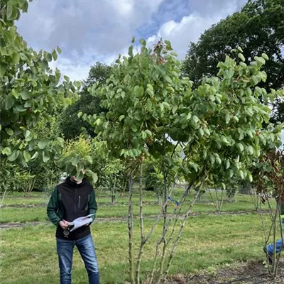 Schirmform 150-200 x 300-350 23-88C 1700 - Gemeiner Judasbaum - Cercis siliquastrum - Collection