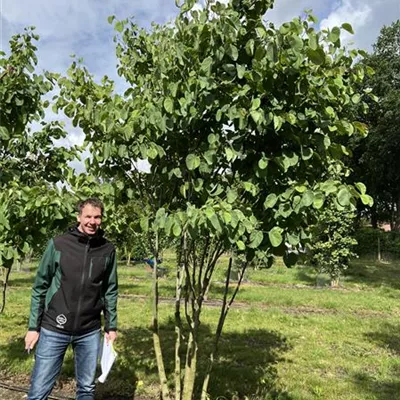 Schirmform 150-200 x 300-350 23-89C 1700 - Gemeiner Judasbaum - Cercis siliquastrum - Collection