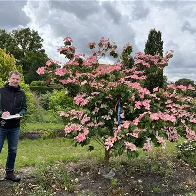 Solitär 150-200 x 200-250 23-4D 1700 - Jap.Blumen-Hartriegel 'Satomi' - Cornus kousa 'Satomi' - Collection