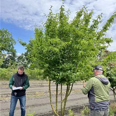 Schirmform 200-300 x 300-350 23-51D 2300 - Kornelkirsche - Cornus mas - Collection