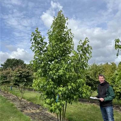 Solitär 300-350 23-92C 1300 - Amerikanischer Amberbaum - Liquidambar styraciflua - Collection