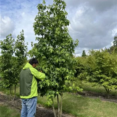 Solitär 250-300 23-95C 1300 - Amerikanischer Amberbaum - Liquidambar styraciflua - Collection