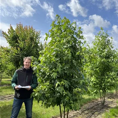 Solitär 250-300 23-96C 1300 - Amerikanischer Amberbaum - Liquidambar styraciflua - Collection