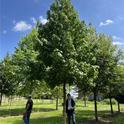 Hochstamm 40-45 23-82D 5250 - Amerikanischer Amberbaum - Liquidambar styraciflua - Collection