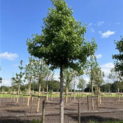 Hochstamm 35-40 23-84B 3500 - Amberbaum 'Worplesdon' - Liquidambar styraciflua 'Worplesdon' - Collection